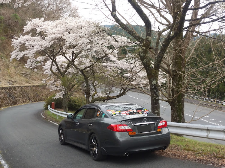 フーガ 51の4月12日(土)・周りより少し遅い桜🌸・奈良県宇陀郡曽爾村・春の龍穣会に関するカスタム事例の投稿画像11枚目
