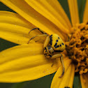 Crab Spider