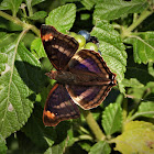 Pavon emperor (male)