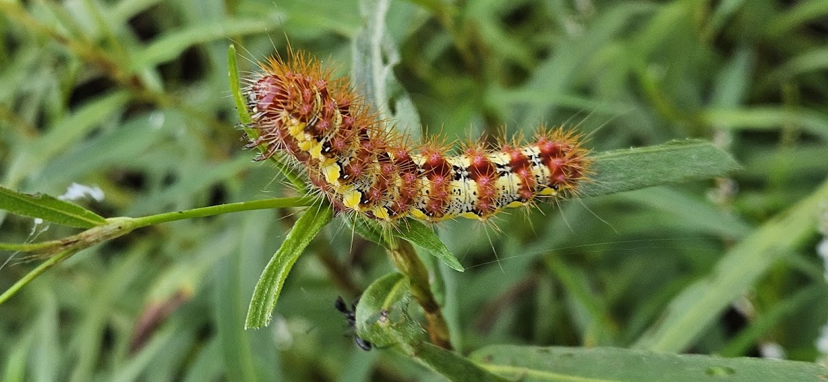 Smartweed caterpillar