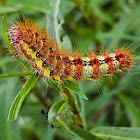 Smartweed caterpillar