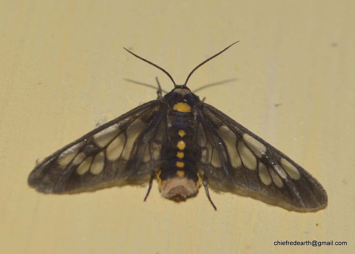 Clearwing Moth