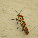 Ailanthus webworm moth