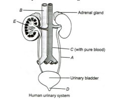 Human Excretory System