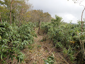 北尾根に続く道を進む