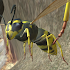 Wasp Nest Simulator - Insect and 3d animal game2.0.3