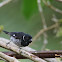 Variable seedeater