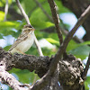 Clay-colored Sparrow