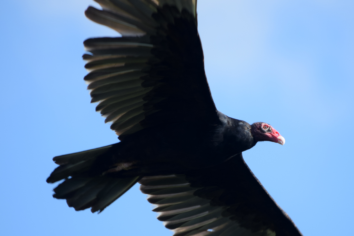 Turkey Vulture