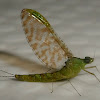 Mayfly