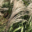 Amur silver-grass