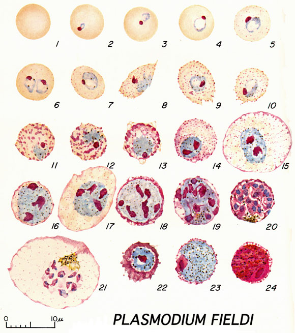 Malaria and Piroplasms of Non-Human Primates | IVIS