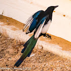 Magpie; Urraca