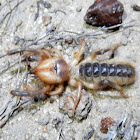 Camel spider