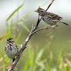 Savannah Sparrow