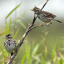 Savannah Sparrow