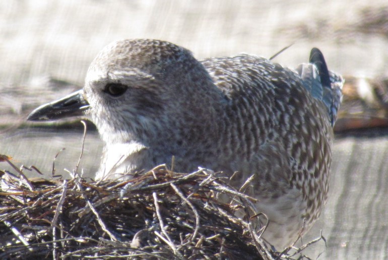 Black-bellied Plover