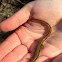 Northern two-lined salamander