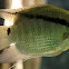 flag cichlid