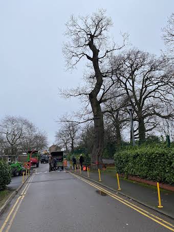 tree surgery album cover