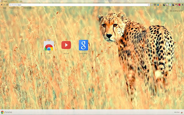 Beautiful Cheetah for 1366 X 768 resolution chrome extension