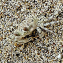 Ghost Crab