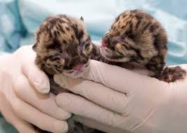 Image result for cute cubs