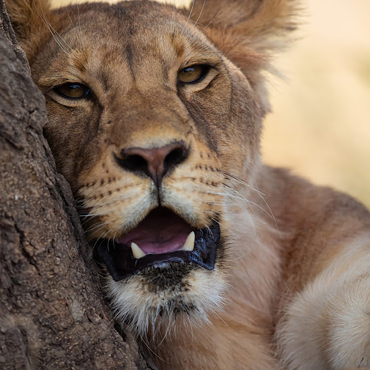 A lion on the loose has been seen by two people near Hartbeespoort dam.