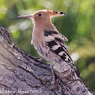 Hoopoe; Abubilla