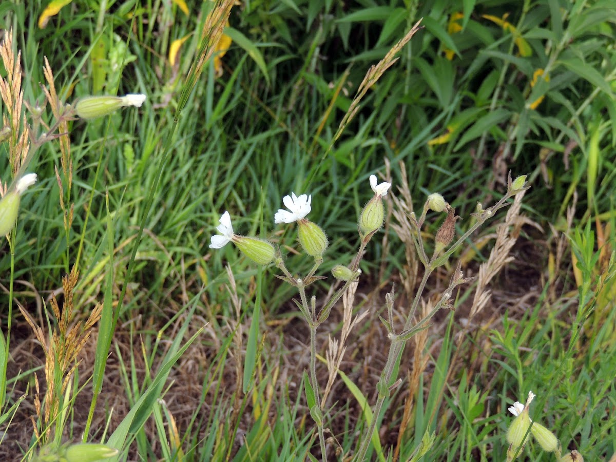 Snowy Catchfly