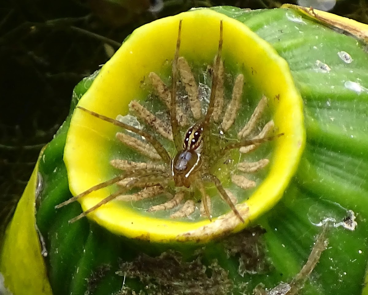 Six-spotted Fishing Spider