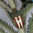 Acacia leaf beetle