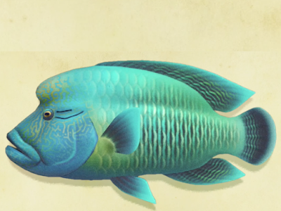 70以上 青い 魚 種類 277278