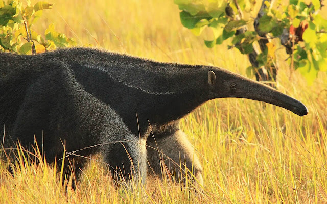 Anteater - New Tab in HD