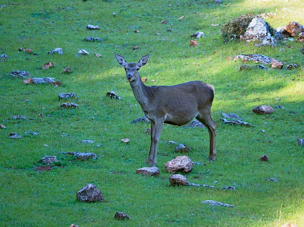 Ciervo común (Red deer)