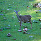 Ciervo común (Red deer)