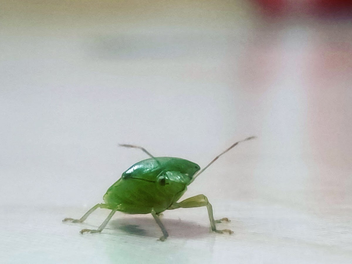 Southern green stink bug