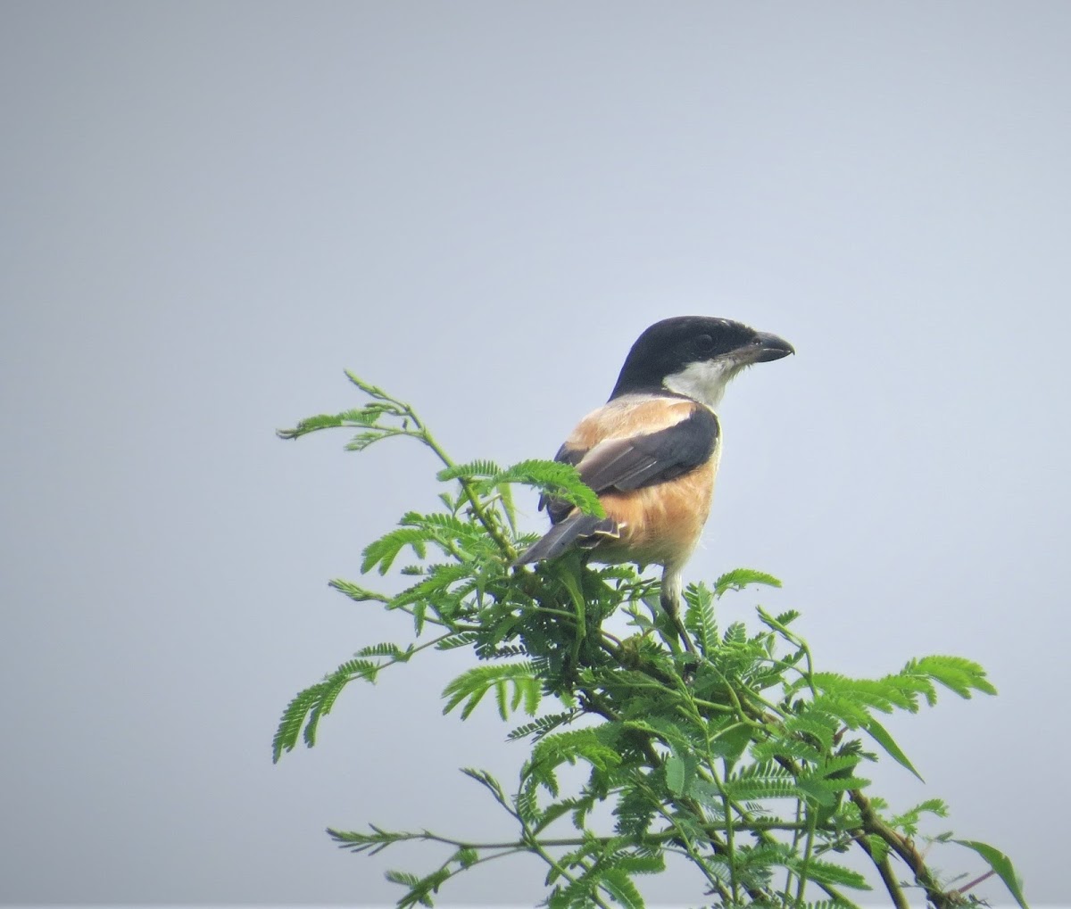 Rufous-backed Shrike