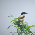 Rufous-backed Shrike