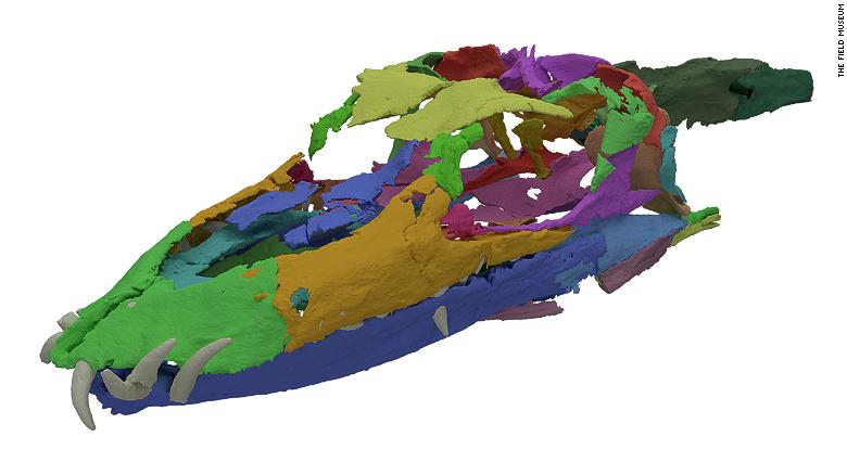 The digitally reassembled fossils show that the Tanystropheus' skull anatomy and nostril placement -- on the top of it's snout similar to a crocodile -- had the characteristics of an aquatic animal. 