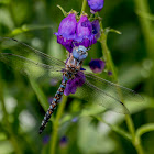 Blue Eyed Darner