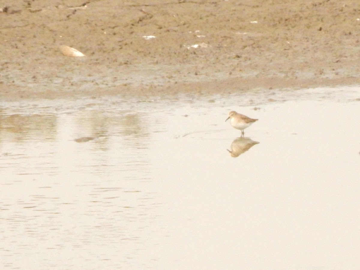 Sanderling