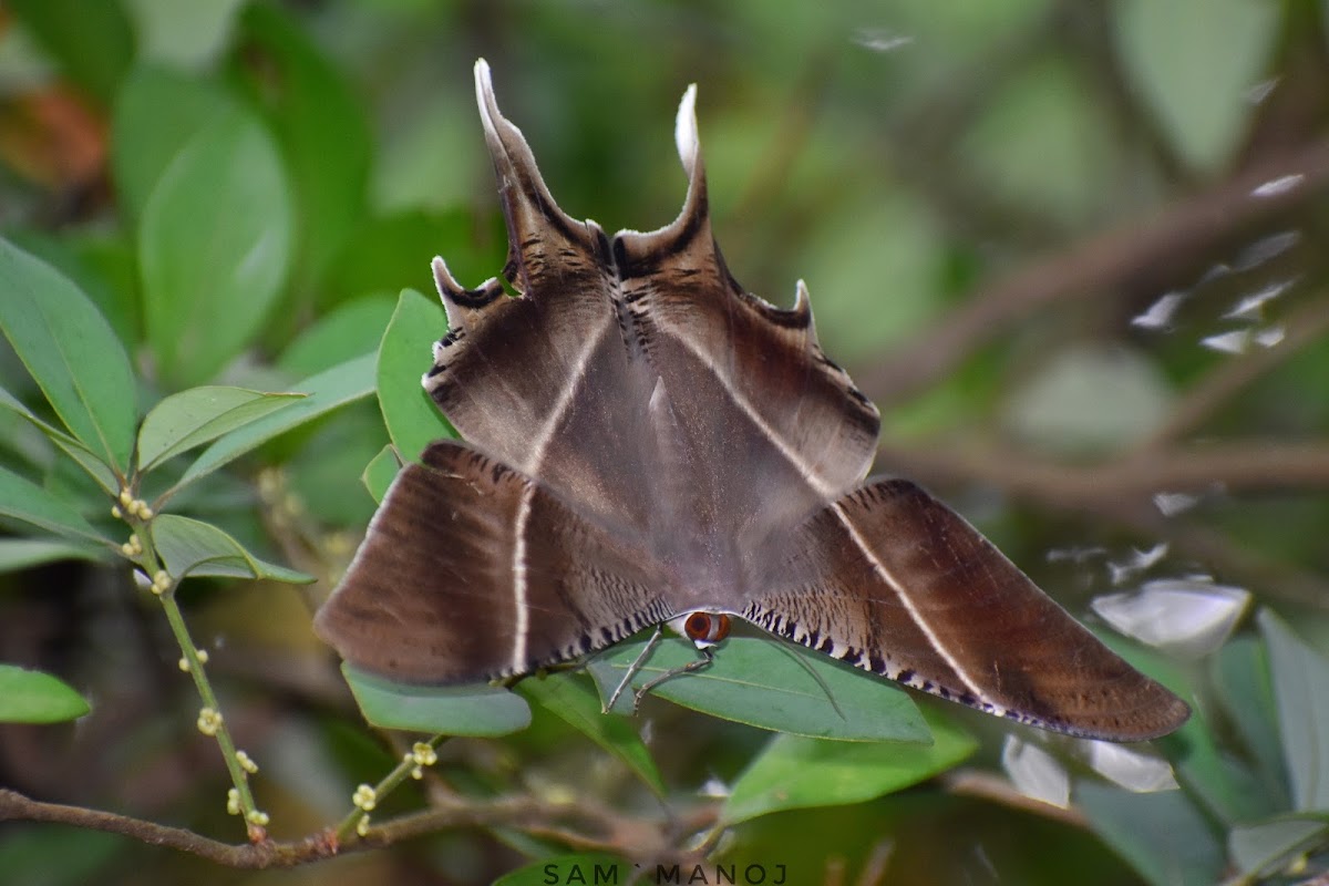 Tropical Swallowtail Moth Or Laos Brown Butterfly