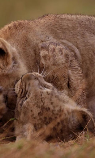 Playful lion cubs