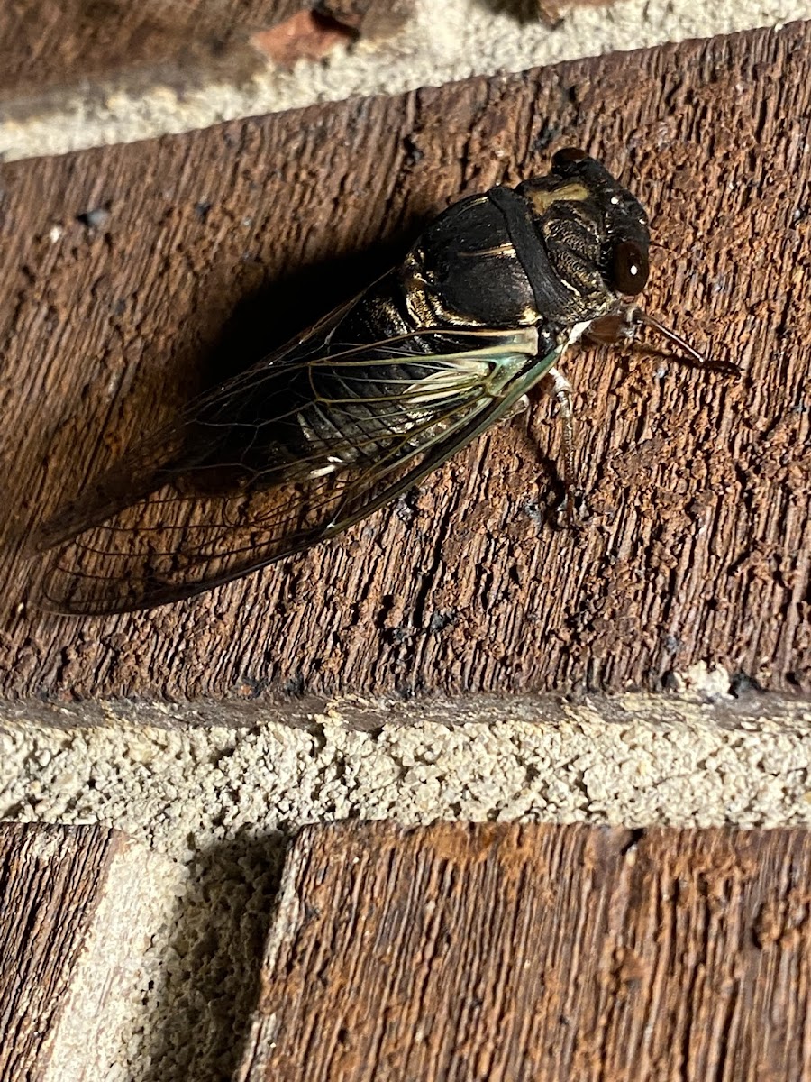 Dark Lyric Cicada