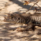 Great Basin Whiptail Lizard