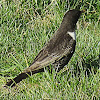 Ring Ouzel