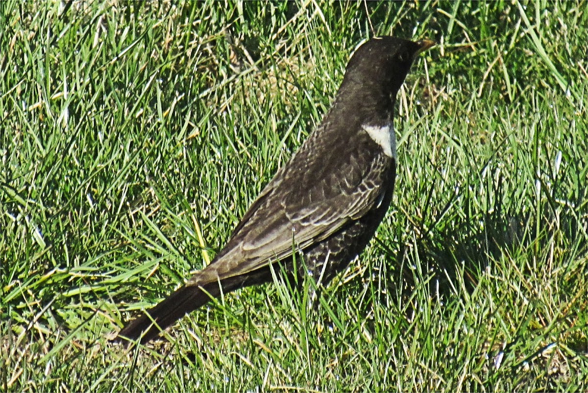 Ring Ouzel