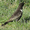 Ring Ouzel