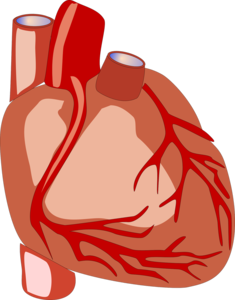 human heart